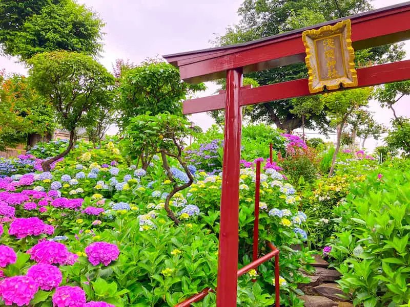 ⛩️ 하쿠산 신사 이미지 6